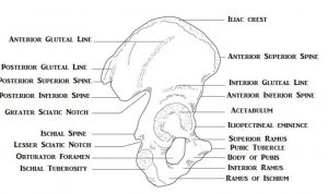 A medical illustration of the pelvic bones