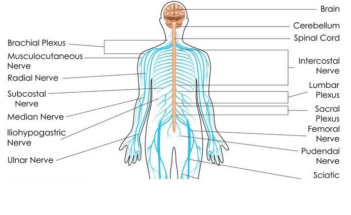 Conditions of the Nervous System for Massage Therapists