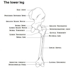A medical illustration of the bones of the hip and lower leg
