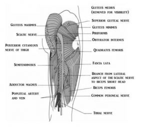 A medical illustration of the muscles of the upper leg, posterior view