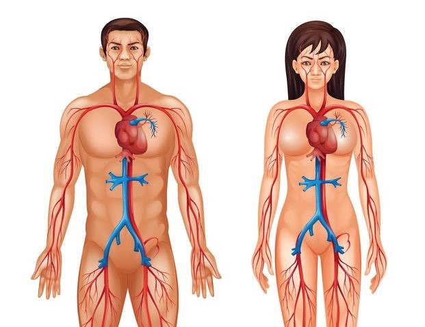 Conditions of the Cardiovascular System for Massage Therapists