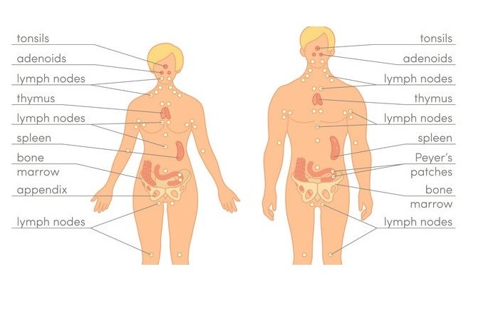 Diseases of the Immune System for Massage Therapists