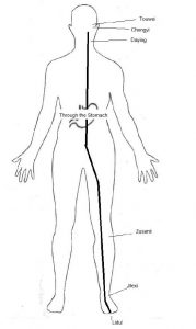 An illustration of the stomach Meridian