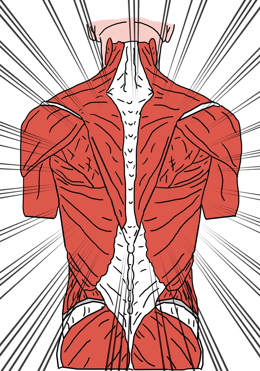artistic representation of back muscles